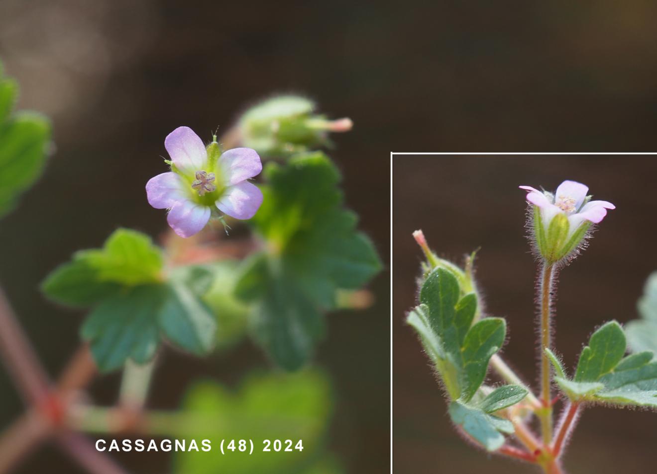 Cranesbill, Small-flowered